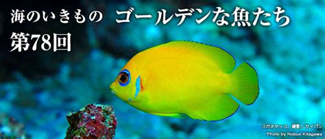 金色的魚|金色な魚たち大集合！｜海のいきもの｜海の生き物｜Marine 